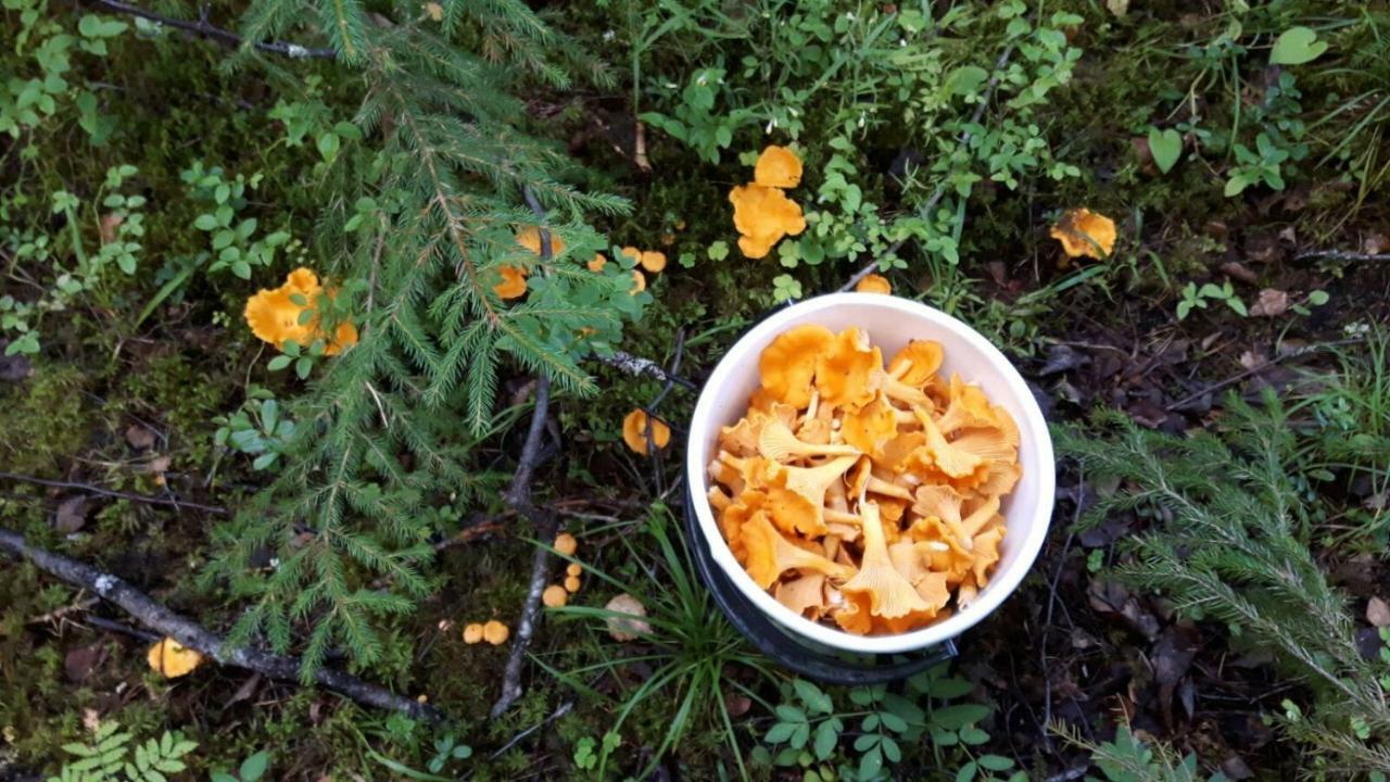 Kujanpaeae | Paajoen Vuokramoekit Himos Exterior foto