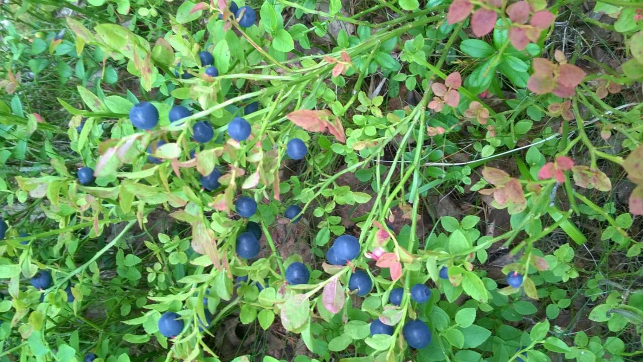 Kujanpaeae | Paajoen Vuokramoekit Himos Exterior foto